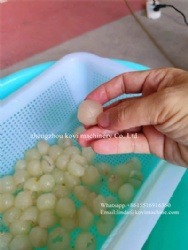 Automatic Longan Meat Peeler Machine Longan Peeler Skin Removing Machine with Pulp Core Separator