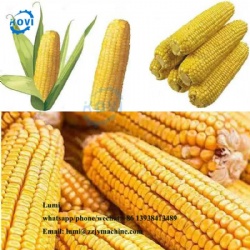 Corn husking machine